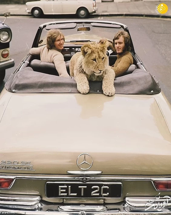 (تصاویر) داستان یک شیر؛ از بنز سواری تا رهایی در حیات وحش کنیا